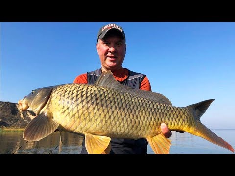 Видео: ВОТ ЭТО РЫБАЛКА!!! ДИКИЙ САЗАН НА СПИННИНГ!