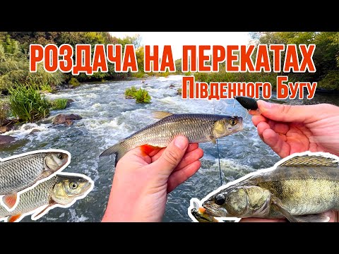 Видео: ГОЛОВЕНЬ та СУДАК атакують на перекатах Південного Бугу! | Рибалка на спінінг у вересні