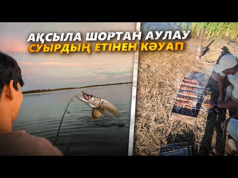Видео: СУЫРДЫҢ (СУРОК ) ЕТІНЕН КӘУАП. АСТАНАДАН КЕЛГЕН ҚОНАҚТАР. ЖЫЛАНБАЛЫҚ, ШОРТАН, АҚСЫЛА.Шашлык из СУРКА
