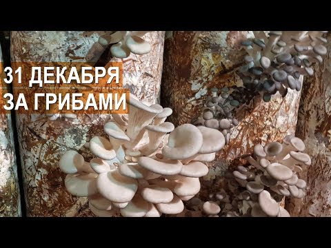 Видео: За грибами 31 декабря. Собираем вешенку. Грибы в декабре. Агрофирма "Грибы Урала".