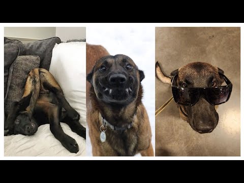 Видео: ПОДБОРКА БЕЛЬГИЙСКИХ МАЛИНУА 2025 😆 // Собаки с бесконечной энергией 🫨🔋⚡️