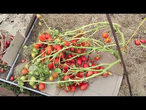 Видео: Урожай в открытом грунте 2025г. Ленинградская область