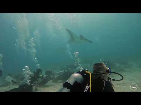 Видео: Мальдивы 2025. Дайвинг на атолле Расду(Rasdhoo).