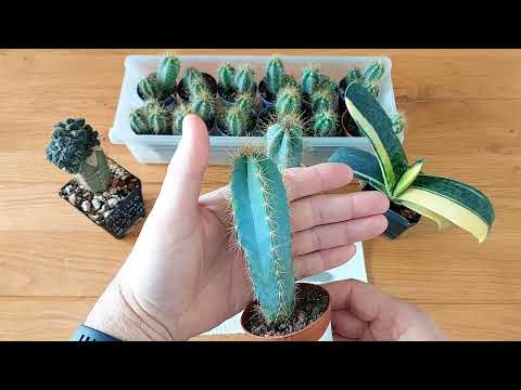 Видео: Pilosocereus azureus - лучший кактус для подвоя.