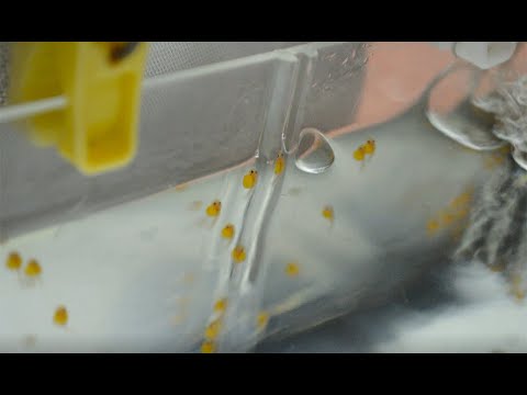 Видео: Отнерестил L-181 Звездчатый анциструс