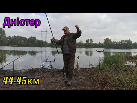 Видео: Риболовля на Дністрі 44-45км.Залікові КАРАСІ на горох#риболовля#дністер#карась#горох
