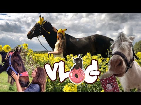 Видео: Vlog! Будни на конюшне в мае!