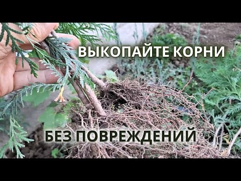 Видео: Как выкопать растения БЕЗ ПОВРЕЖДЕНИЯ КОРНЕЙ