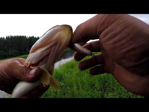 Видео: Рыбалка на Тверце в грозу.