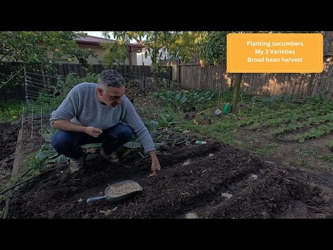 Видео: Как я сажаю огурцы