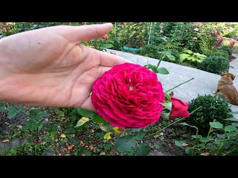 Видео: Чарівність ранкових троянд\The Charm of Morning Roses#троянди #сад #чарівність#roses  #gardenwalk
