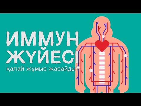 Видео: ИММУНДЫҚ ЖҮЙЕ ҚАЛАЙ ЖҰМЫС ЖАСАЙДЫ? | TedEd