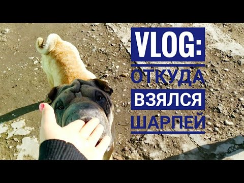 Видео: Влог/БЕЗЛАПАЯ кошка пришла В СЕБЯ, Прогулки и купание собак, прикорм БЕЗДОМНЫХ.