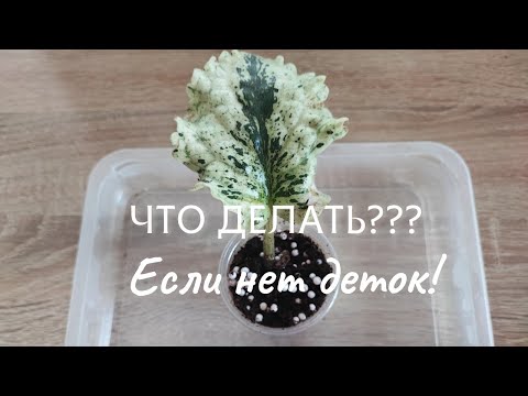 Видео: Эпизод 9. Почему лист ТУГОДУМ не дает деток???