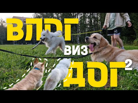 Видео: EP 53. ВЛОГ С СОБАКАМИ | Умиление в квадрате и последние денечки вместе