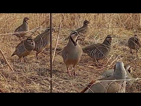 Видео: Охота на кеклики пакличка  самарканд