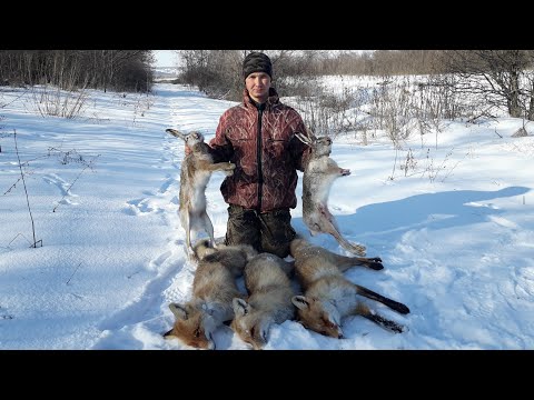 Видео: Охота Супер! Такое Бывает Очень Редко! Еще И Живая Дрессированная Лиса!