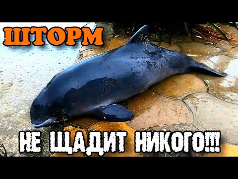 Видео: ЗОЛОТО на Чёрном море есть !!! ( Это был финиш, мы выживали как могли ! )