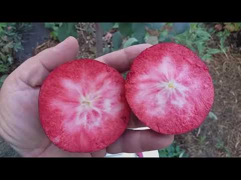 Видео: Яблоня красномясая сорт зимний Байя Мариса (apple Baya Marisa). Обзор и дегустация.