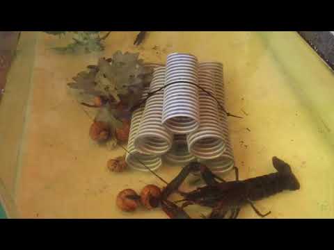 Видео: Разведение рака Чем кормил малька