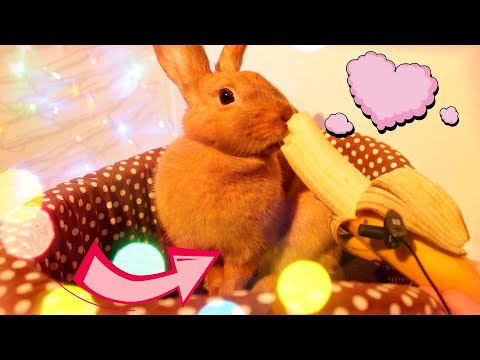 Видео: Кролик ест банан ♥  / rabbit eating banana ASMR