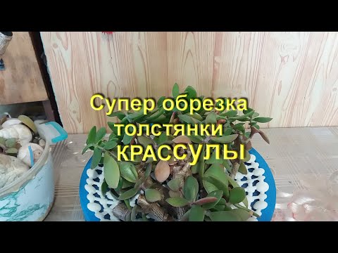 Видео: Супер кардинальная обрезка толстянки - крассулы Super cardinal cropping of Crassula - Crassula