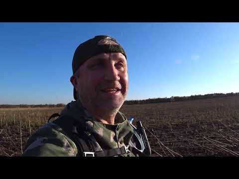 Видео: Охота на куропатку ради мяса))