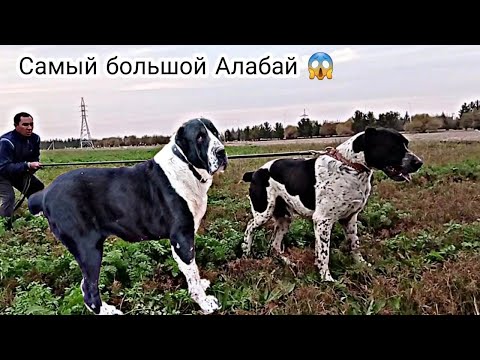 Видео: В гостях у Ениш Ага . Самый большой Алабай 😱 Ашхабат ТуркменистанАлабаиTurkmen It alabay  #алабай