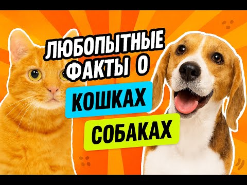 Видео: Кошка и Собака.  Чем же они нас привлекают...
