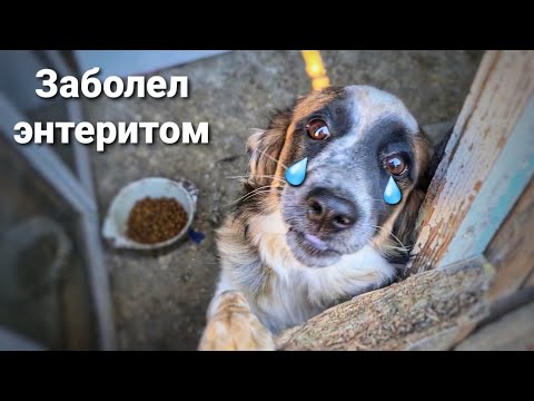 Видео: Пес подобранный с трассы смертельно заболел🥺