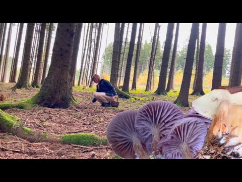 Видео: Гриби змінюють колір 