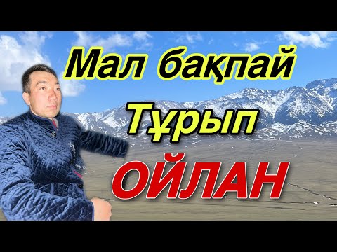 Видео: Бұқа байлау. Мал бағу, өсіру, сату жайлы АНАЛИЗ.