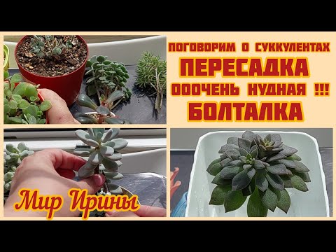 Видео: #мояколлекция Поговорим о суккулентах | Пересадка | Ооочень нудная болталка ●☆▪︎☆▪︎☆