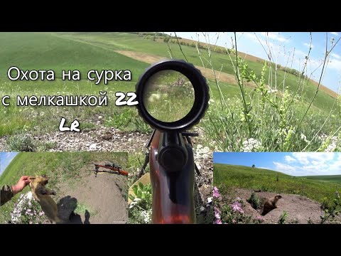 Видео: Охота на сурка - байбака с мелкашкой 22Lr