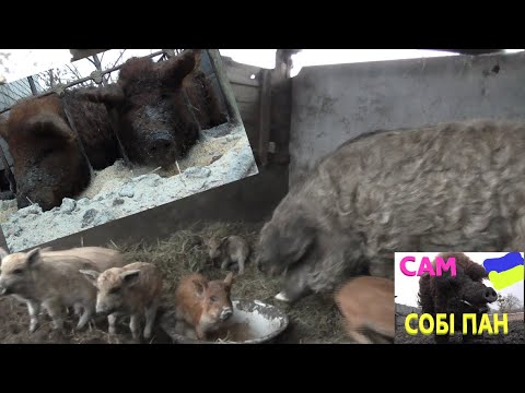 Видео: Поросятам місяць # Угорська Мангалиця #СамСобіПан