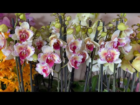 Видео: 🌸 ПРОДАЖА ОРХИДЕЙ. 08.09.22 БАБОЧКИ, Редкие Эксклюзивные сорта обзор орхидей. Купить орхидею почтой