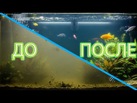 Видео: Что делать если цветет и мутнеет вода в АКВАРИУМЕ / мутная вода в аквариуме как отчистить аквариум