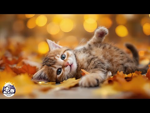 Видео: Мурлыкающе-прекрасная осенняя пора сна: подборка музыки для сна кошек | Любимая фортепианная музы...