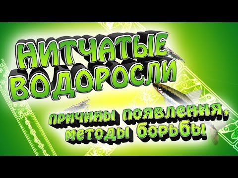 Видео: Нитчатые водоросли! - Причины появления. Как побороть нитчатку?