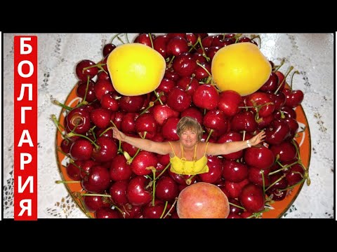 Видео: Болгария. Июнь 2022г. Черешня + абрикосы = ЛЕТО