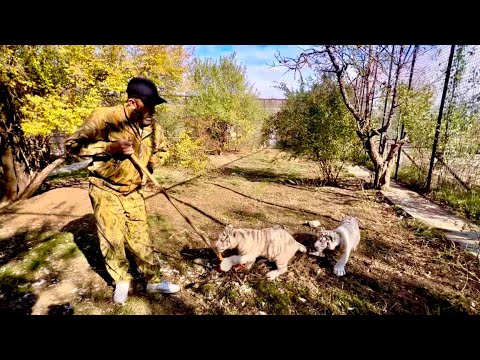 Видео: Мы пришли с Владом убирать вольер у БЕЛЫХ ТИГРЯТ,вроде малыши, но уже настоящие хищники!