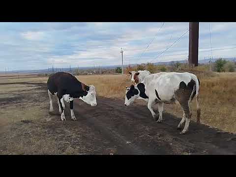 Видео: Покров. Делаю не то, что хочу, а то, что могу...