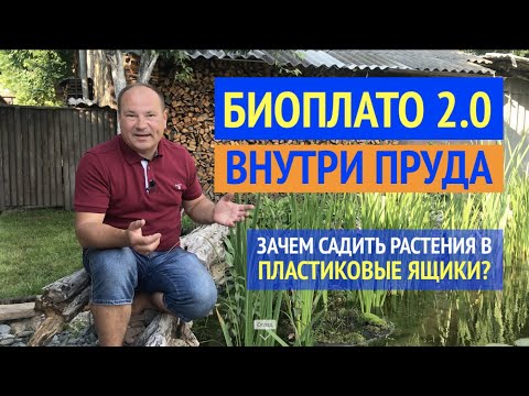 Видео: БИОПЛАТО 2.0 (Часть 2).  Результат Переделки Биоплато в Пруду. Растения. Карпы. Нимфеи.