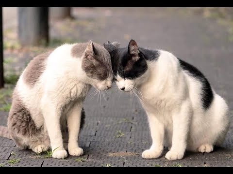 Видео: 🐕 Кошачий телепорт! 😸 Смешное видео с собаками, кошками и котятами! 🐈