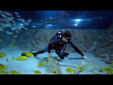 Видео: дайвинг в океанариуме Акватика в Когалыме