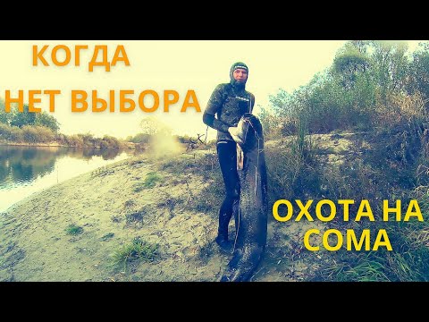 Видео: Подводная Охота на СОМА по норам и подмоинам