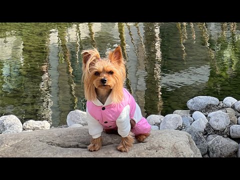 Видео: Dog vlog: в Турции с йорком // Летим домой // Задержали рейс