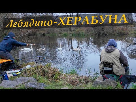 Видео: Херабуна. "Мисливці за дрібнотою!" Буває і так..Листопад - Буг#herabuna #fishing #tanago #タナゴ  #ヘラブナ