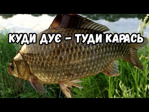Видео: Карась НЕ клює? Вітер винен! Як впливає вітер на поведінку карася? Повинен знати кожен!