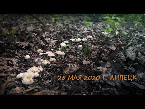 Видео: Весенние грибы Рядовка майская в посадках